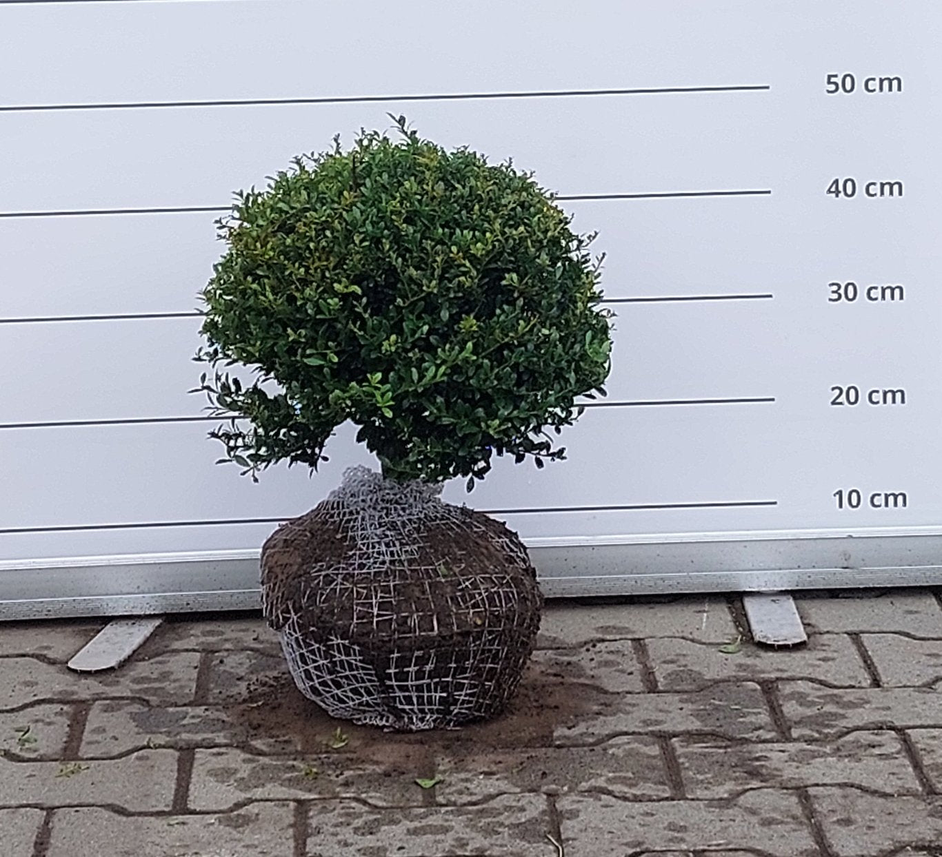 Ilex crenata 'Stokes' - 30 CM Ball RB